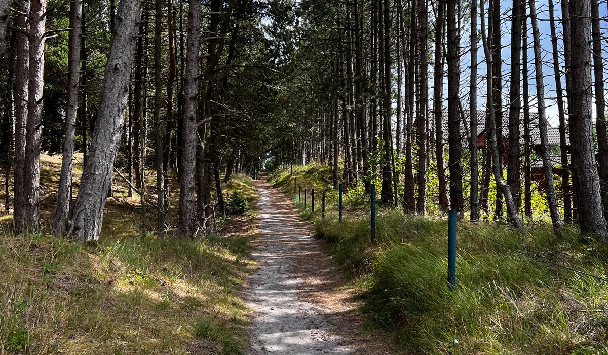 Identifying common heathland birds on a quiet walk