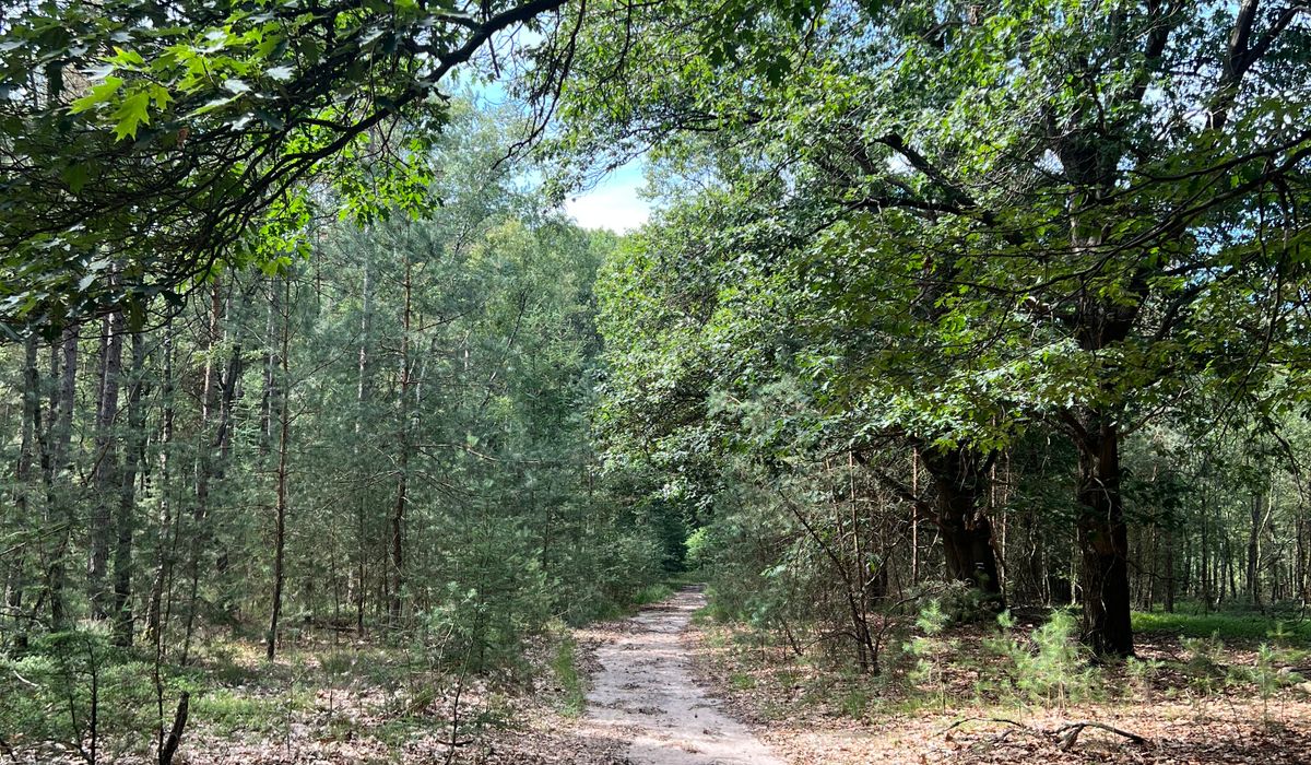 Setting up a tarp shelter for woodland camping