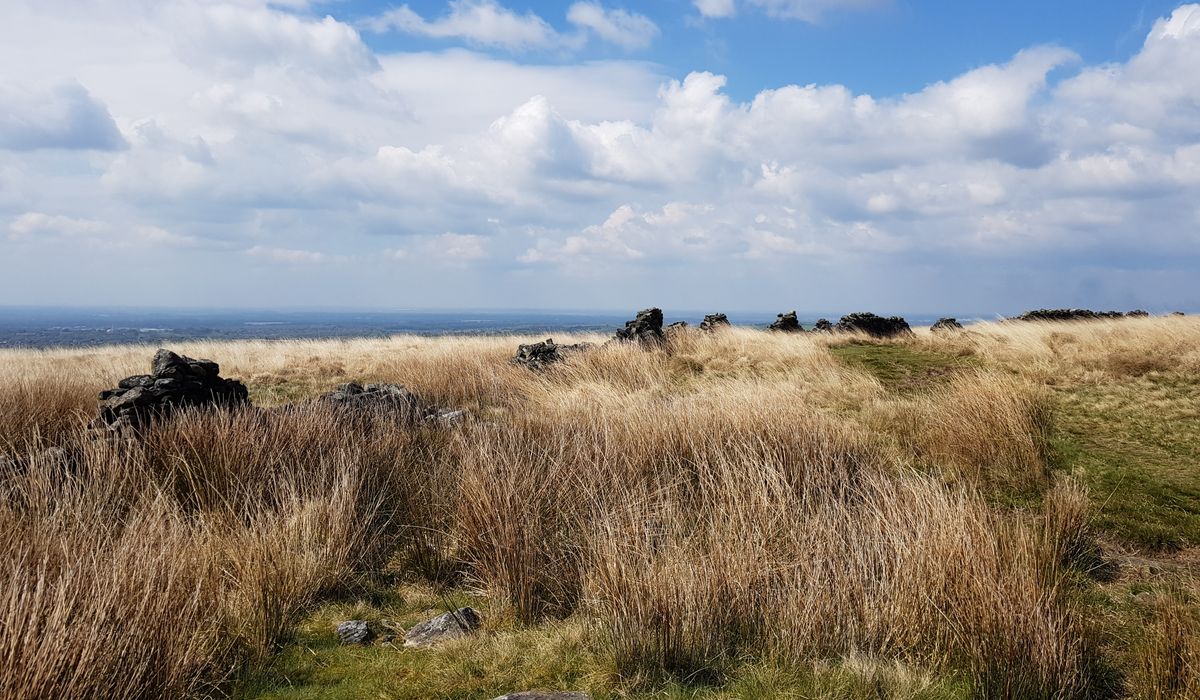 Volunteering for local heathland restoration projects